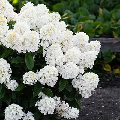 Гортензія Living Little Blossom фото