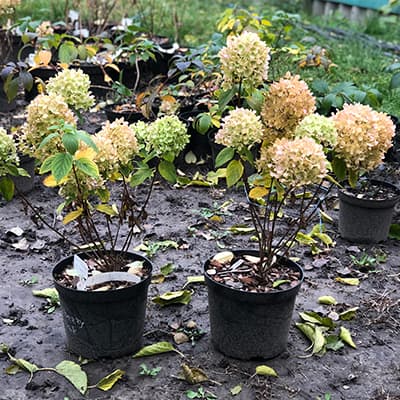 Гортензія Living Raspberry Pink у горщику