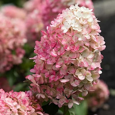 Суцвіття гортензії Лівінг Распбері Пінк крупним планом