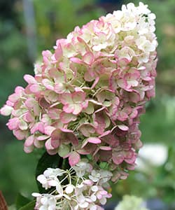 Волотиста гортензія Лівінг Стробери Блоссом