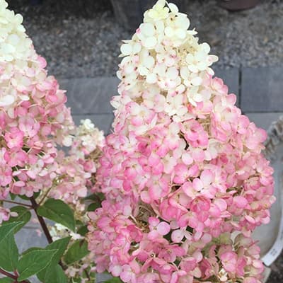 Зміна забарвлення суцвіття гортензії Лівінг Стробері Блоссом