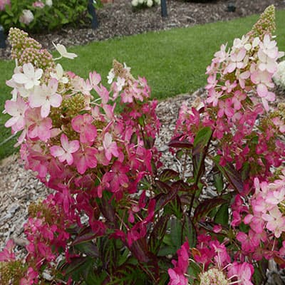 Гортензія волотиста Меджикал Везувео у саду під час цвітіння