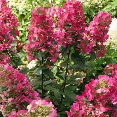 Гортензія Magical Vesuvio фото