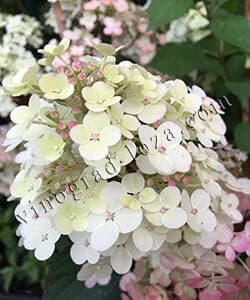 Волотиста гортензія Фрамбозін Ренсам