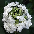 Гортензія Доппіо Б'янко