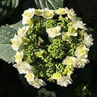 Гортензія Доппіо Б'янко на початку цвітіння