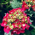 Гортензія Ред Барон на початку цвітіння