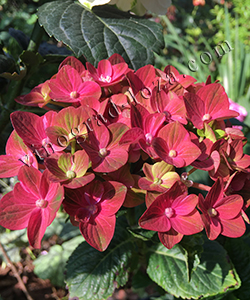 Гортензія великолиста (крупнолиста) Rembrandt Rosso Glory Великолиста (широколиста) гортензія Rembrandt Rosso Glory фото