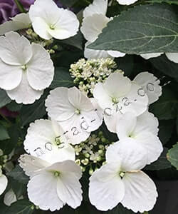 Гортензія великолиста (крупнолиста) Runaway Bride Великолиста (широколиста) гортензія Runaway Bride фото