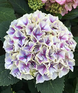 Гортензія великолиста (крупнолиста) Saxon Candy Heart Blue Великолиста (широколиста) гортензія Saxon Candy Heart Blue фото