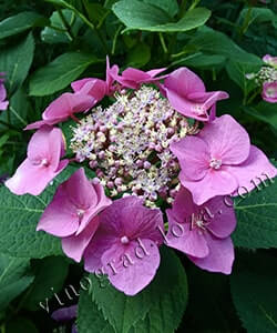 Гортензія великолиста (крупнолиста) Taube Великолиста (широколиста) гортензія Taube фото