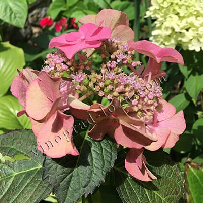 Великолиста гортензія Тіффані Перпл зміна кольору під час цвітіння