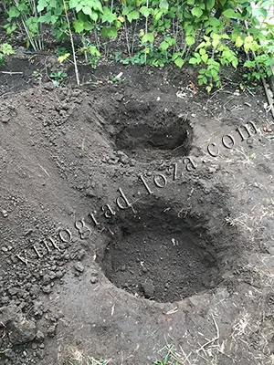 Дві підготовлені ями для посадки гортензії