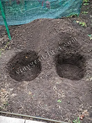 Посадкова яма для великолистої гортензії