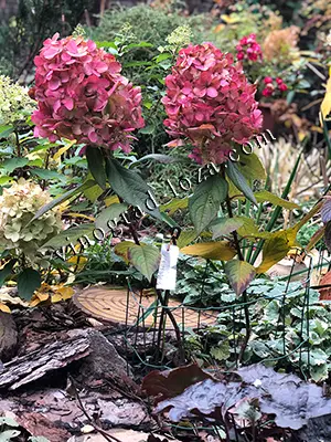 Результат посадки волотистої гортензії з мульчею