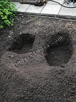 Дві ями для групової посадки волотистої гортензії