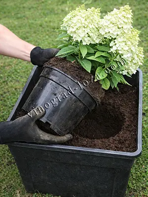 Посадка волотистої гортензії із закритою кореневою системою