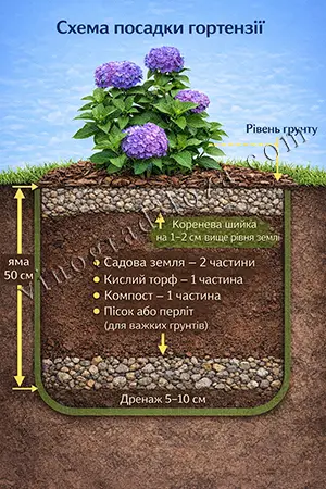 Схема посадки гортензії з позначенням шарів ґрунту
