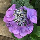 Зміна кольору гортензією Блумайс