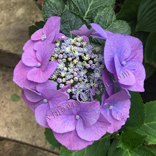 Великолиста (широколиста) гортензія Блумайс фото