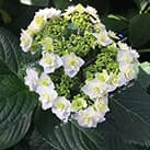 Крупнолиста гортензія Доппіо Б'янко в Харкові