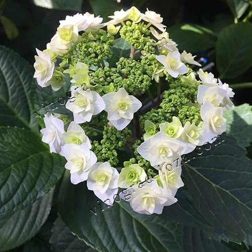 Гортензія великолиста (широколиста) Доппіо Б'янко кінець цвітіння фото