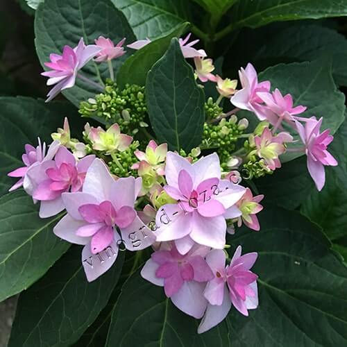 Великолиста (широколиста) гортензія Доппіо Роза фото