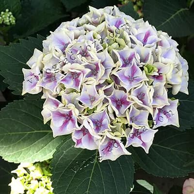 Суцвіття гортензії Саксон Кенді Харт Блю крупним планом