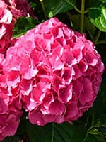 Сорт гортензії Сібілла