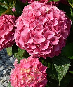 Великолиста (широколиста) гортензія Sibilla