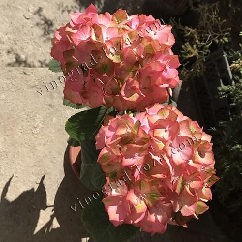 Гортензія великолиста (широколиста) Світ Ліпс Пінк кінець цвітіння фото