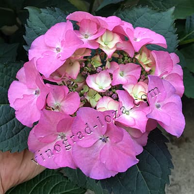 Суцвіття гортензії Тіффані Перпл крупним планом