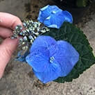 Гортензія Блумайс забарвлення