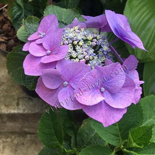 Гортензія великолиста (широколиста) Блумайс початок цвітіння фото