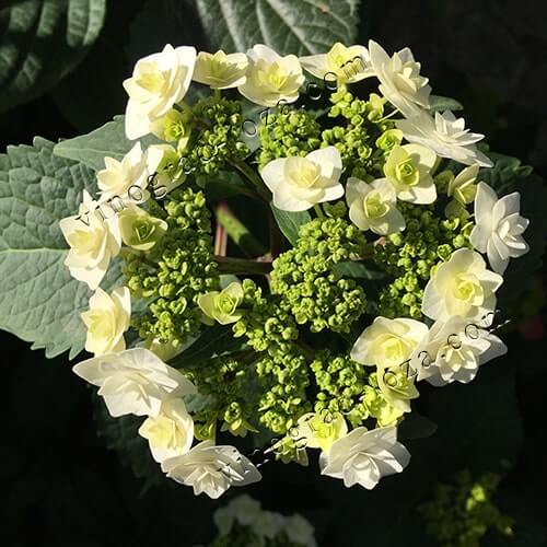 Гортензія великолиста (широколиста) Доппіо Б'янко цвітіння фото