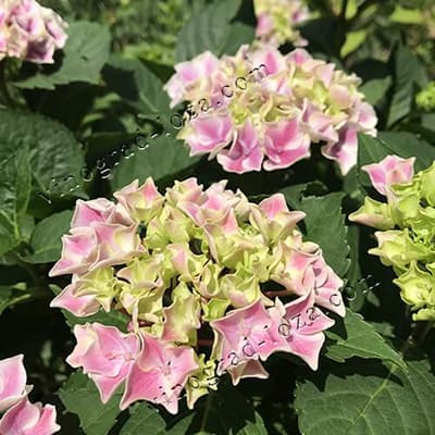 Гортензія Саксон Кенді Харт Блю початок цвітіння