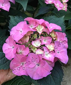 Великолиста (широколиста) гортензія Tiffany Purple