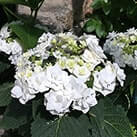 Гортензія Доппіо Б'янко