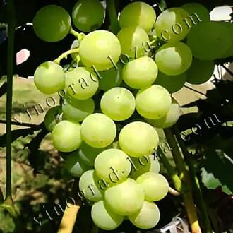 Американские сорта и гибридные формы винограда: описание, фото, купитьсаженцы - Vinograd-Loza