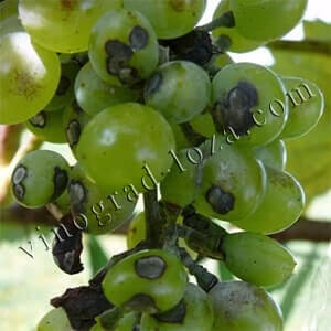 Фото антракнозу винограду