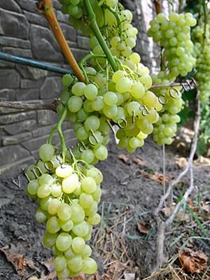 Сорт винограда Валентино полная зрелость фото