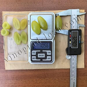 Бескосточковый виноград Столетие размер и вес ягод фото
