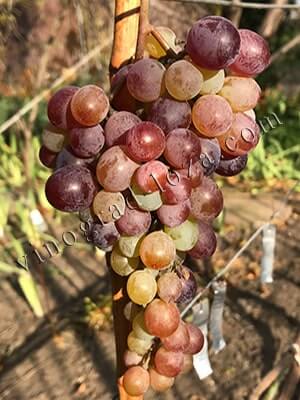 Бессемянный виноград Кримсон сидлис описание сорта фото отзывы