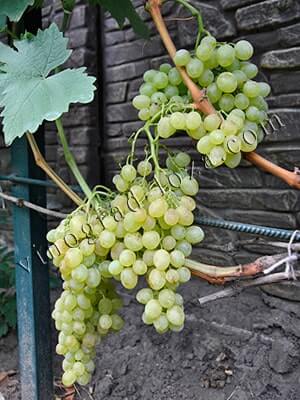 Сорт винограду кишмиш Валентино фото