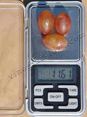 Сорт винограду кишмиш Лучистий опис фото відгуки