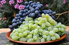 Польза винограда для организма человека фото