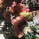 Купити саджанці винограду Анюта в Харкові