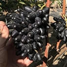 Купити саджанці винограду Одеський сувенір (Сувенір чорний) в Харкові