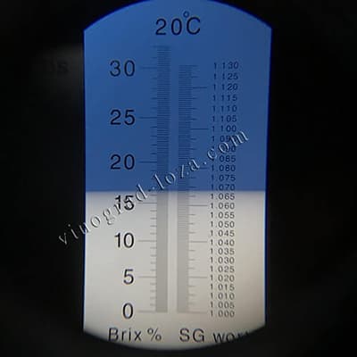 Цукристість соку винограду Дубовський Рожевий фото