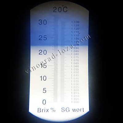 Цукристість соку винограду Голд Фінгер